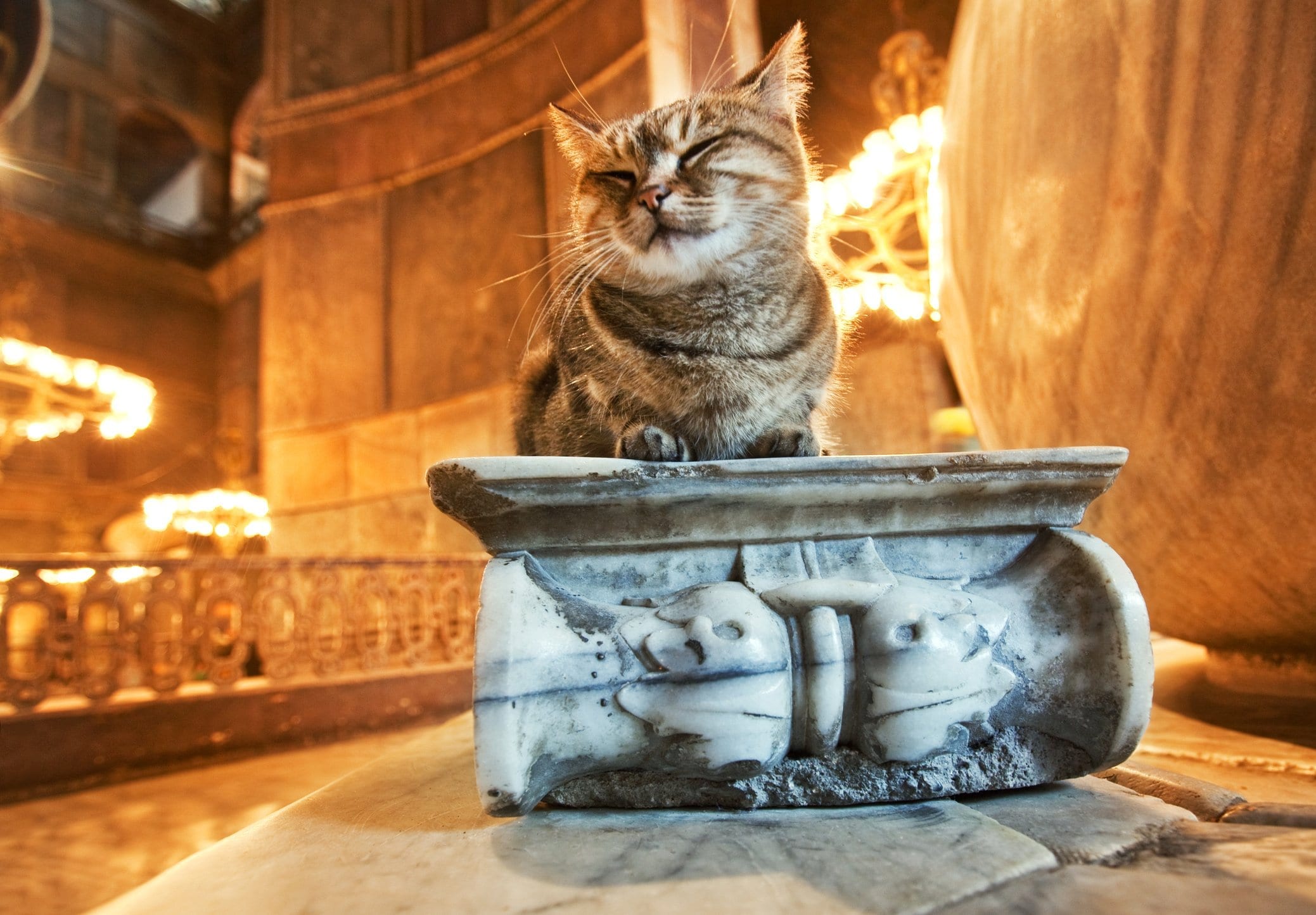 Gli, the Cat that Lives in Hagia Sophia - why these